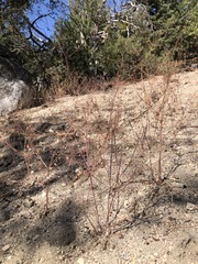 Eriogonum apiculatum