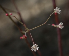 Eriogonum apiculatum