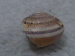 Helminthoglypta dupetithouarsi