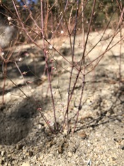 Eriogonum apiculatum
