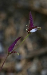 Cordylanthus nevinii