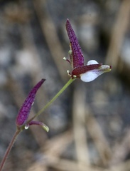 Cordylanthus nevinii