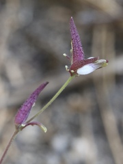 Cordylanthus nevinii