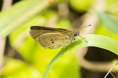 Cymaenes tripunctata