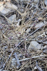 Cordylanthus nevinii