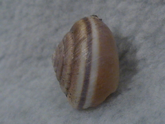 Helminthoglypta dupetithouarsi