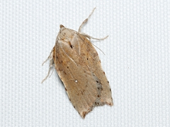 Arachnographa micrastrella