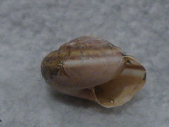 Helminthoglypta dupetithouarsi