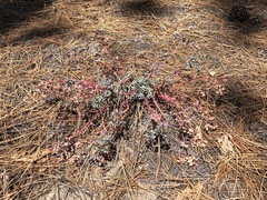 Euphorbia lurida