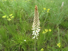 Kniphofia buchananii
