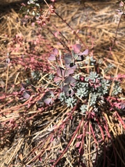 Euphorbia lurida