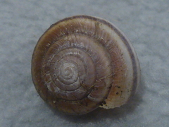 Helminthoglypta dupetithouarsi