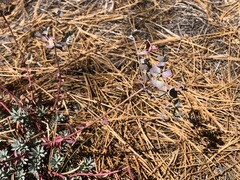 Euphorbia lurida