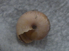 Helminthoglypta dupetithouarsi