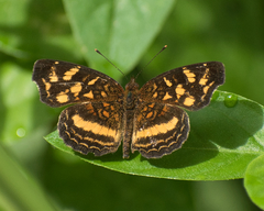 Anthanassa drusilla