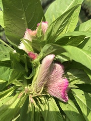 Celosia argentea argentea