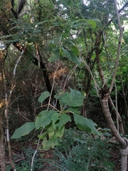 Coccoloba acapulcensis
