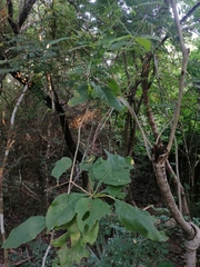 Coccoloba acapulcensis