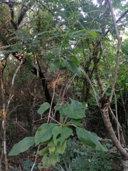 Coccoloba acapulcensis