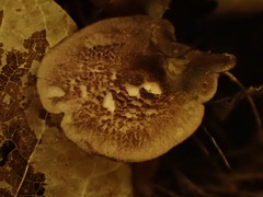 Entoloma violaceum