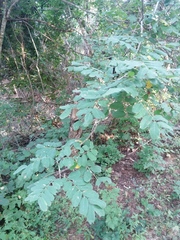Apoplanesia paniculata