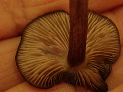 Entoloma violaceum