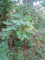 Apoplanesia paniculata