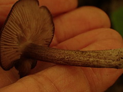 Entoloma violaceum