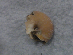 Helminthoglypta dupetithouarsi