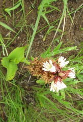 Satyrium sphaerocarpum