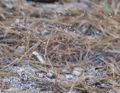 Eriogonum apiculatum