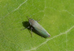 Helochara communis