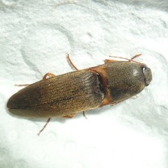 Conoderus partitus