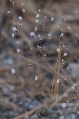 Eriogonum apiculatum