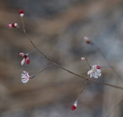 Eriogonum apiculatum
