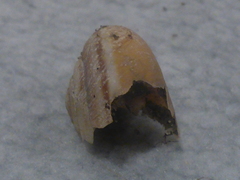 Helminthoglypta dupetithouarsi