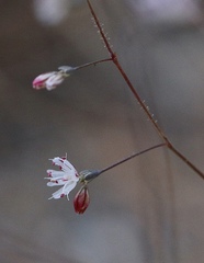 Eriogonum apiculatum