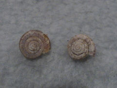 Helminthoglypta dupetithouarsi