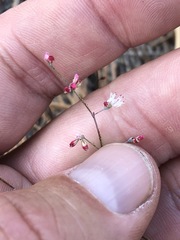 Eriogonum apiculatum