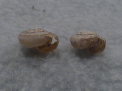 Helminthoglypta dupetithouarsi