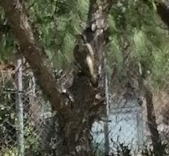 Picidae