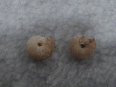 Helminthoglypta dupetithouarsi