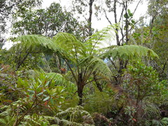 Lophosoria quadripinnata