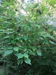 Heliocarpus donnellsmithii