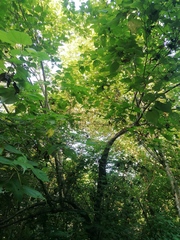 Heliocarpus donnellsmithii