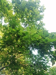 Heliocarpus donnellsmithii