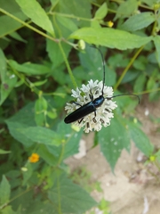 Ischnocnemis caerulescens