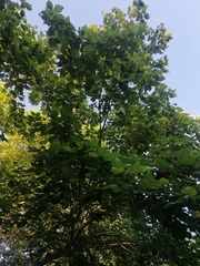 Heliocarpus donnellsmithii