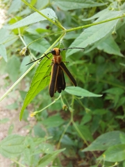 Dylobolus rotundicollis