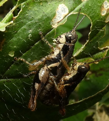 Eujivarus meridionalis